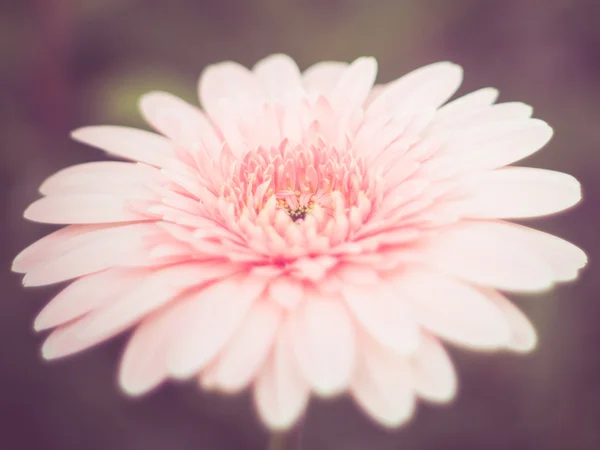 フィルター効果のレトロなビンテージ スタイルの花 — ストック写真