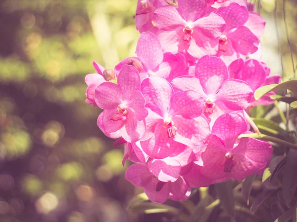 Filtre etkisi retro vintage tarzı ile orkide çiçekleri — Stok fotoğraf