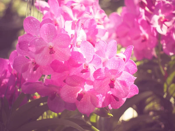 Orchid flowers with filter effect retro vintage style — Stock Photo, Image