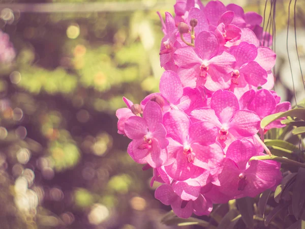 Flores de orquídea con efecto de filtro estilo vintage retro —  Fotos de Stock