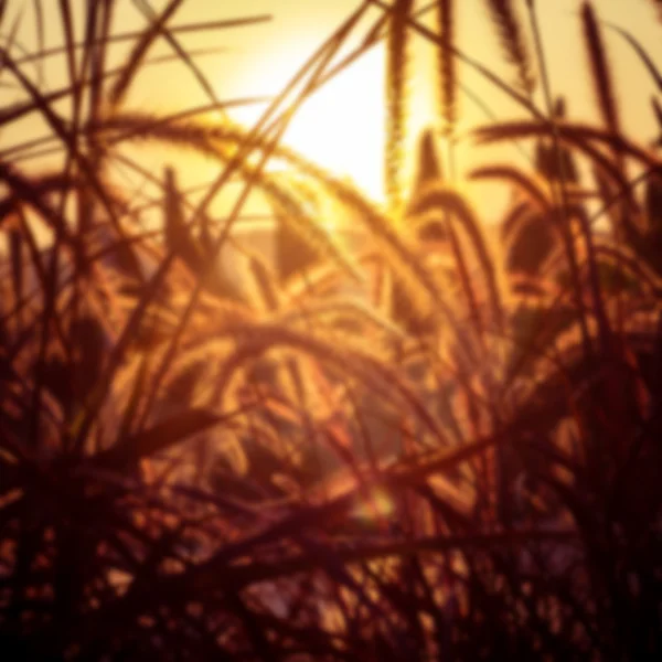 Fondo borroso hierba seca puesta del sol — Foto de Stock