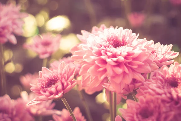 Květiny s filtrační efekt retro vintage stylu — Stock fotografie