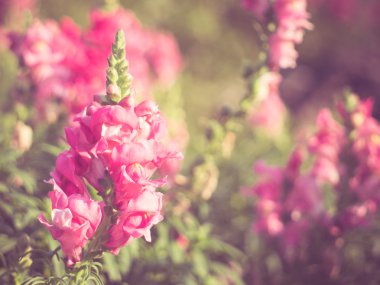 Filtre etkisi retro vintage tarzı çiçeklerle