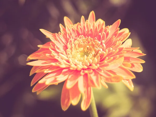 Kwiaty z filtr efektu retro styl vintage — Zdjęcie stockowe