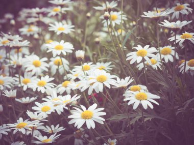 Filtre etkisi retro vintage tarzı çiçeklerle