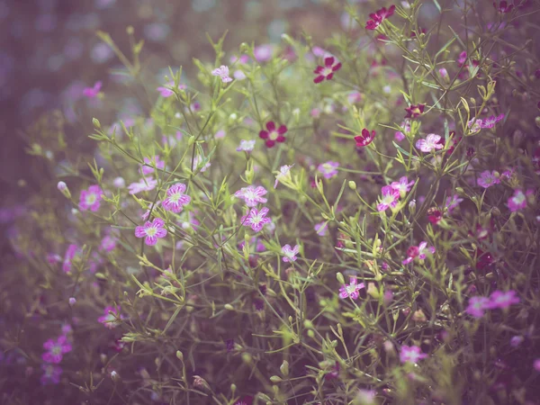 Blumen mit Filtereffekt im Retro-Vintage-Stil — Stockfoto