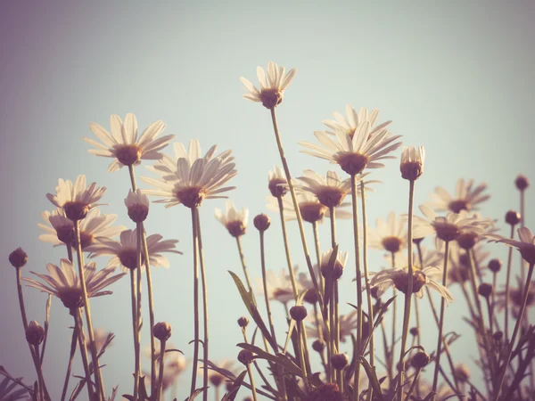 Bunga dengan efek filter gaya retro vintage — Stok Foto