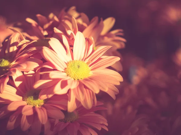 Blumen mit Filtereffekt im Retro-Vintage-Stil — Stockfoto