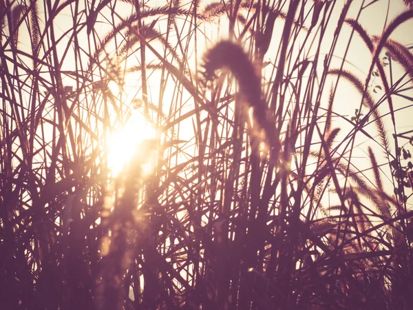 Campo de hierba durante la puesta del sol con efecto de filtro estilo vintage retro — Foto de Stock