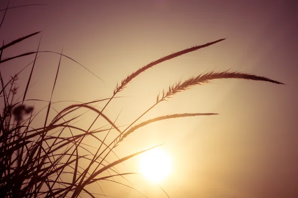 Campo de hierba durante la puesta del sol — Foto de Stock