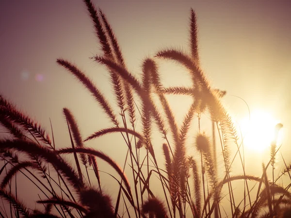 Campo de hierba durante la puesta del sol con efecto de filtro estilo vintage retro — Foto de Stock