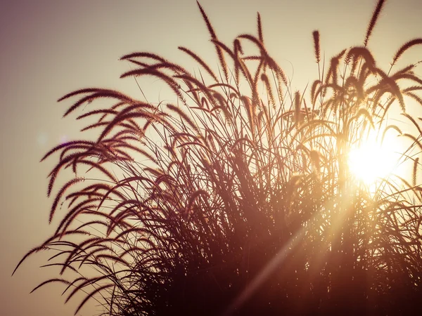 Campo de hierba durante la puesta del sol con efecto de filtro estilo vintage retro — Foto de Stock