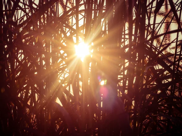 Campo de hierba durante la puesta del sol — Foto de Stock