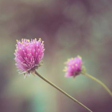 Filtre etkisi retro vintage tarzı çiçeklerle