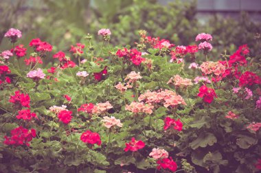 Filtre etkisi retro vintage tarzı çiçeklerle