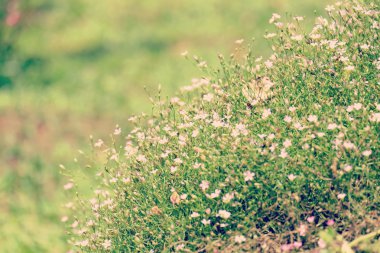 Filtre etkisi retro vintage tarzı çiçeklerle