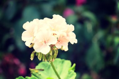 Filtre etkisi retro vintage tarzı çiçeklerle