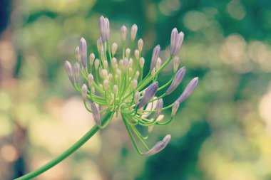 Filtre etkisi retro vintage tarzı çiçeklerle