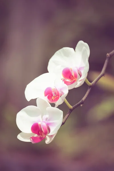 Flores de orquídea com efeito de filtro estilo vintage retro — Fotografia de Stock