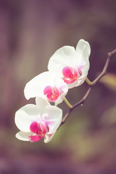 Květy orchidejí s filtrem efekt retro vintage styl — Stock fotografie