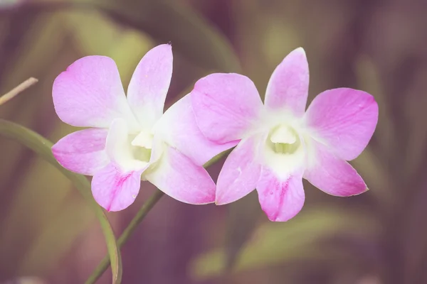 Orchideenblüten mit Filtereffekt im Retro-Vintage-Stil — Stockfoto