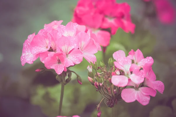 Flores con efecto de filtro estilo retro vintage — Foto de Stock