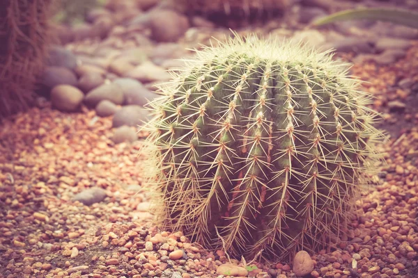 Cactus avec effet filtre style vintage rétro — Photo