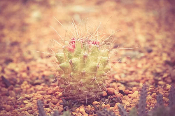 Kaktus z filtr efektu retro styl vintage — Zdjęcie stockowe