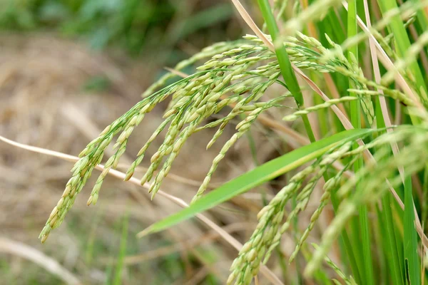 Roślina ryż — Zdjęcie stockowe