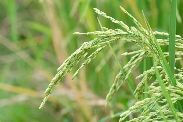 Planta de arroz — Fotografia de Stock