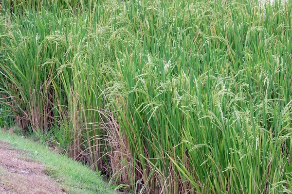 Planta de arroz — Fotografia de Stock