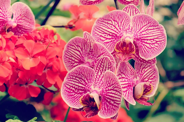 Orchideenblüten mit Filtereffekt im Retro-Vintage-Stil — Stockfoto