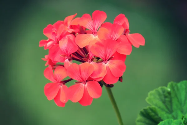 Fleurs avec effet filtre style vintage rétro — Photo