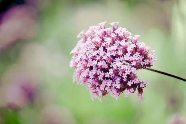 Blumen mit Filtereffekt im Retro-Vintage-Stil — Stockfoto