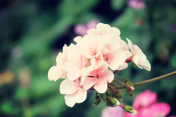 フィルター効果のレトロなビンテージ スタイルの花 — ストック写真