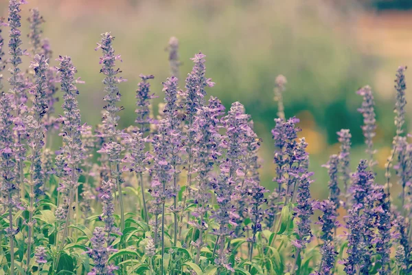 Fiori effetto filtro retrò stile vintage — Foto Stock