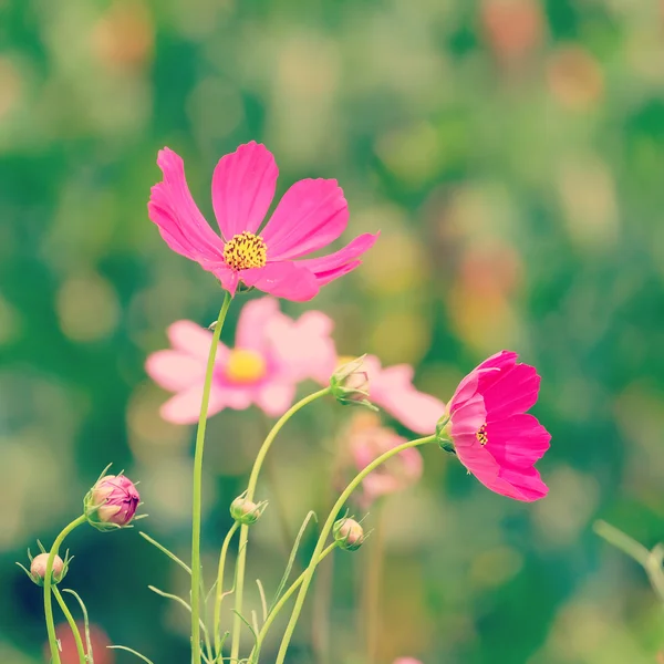 Flores com efeito de filtro estilo vintage retro — Fotografia de Stock