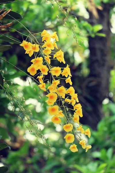 Flores de orquídea con efecto de filtro estilo vintage retro — Foto de Stock