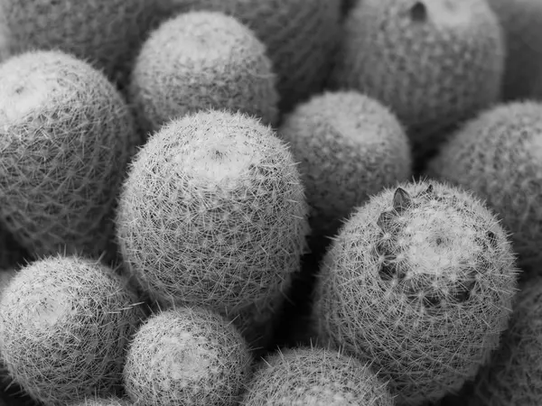 Közelről kaktusz kaktusz növény virágcserép — Stock Fotó