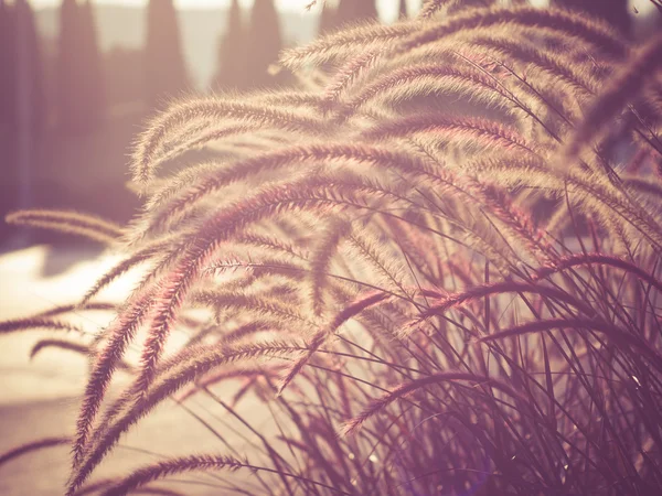 Campo de hierba durante la puesta del sol con efecto de filtro estilo vintage retro — Foto de Stock