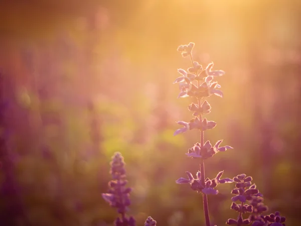 Campo d'erba durante il tramonto con effetto filtro retrò stile vintage — Foto Stock