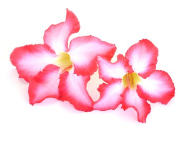 Çiçek arkaplan. Tropik çiçek Pembe Adenyum 'a yakın çekim. İzole edilmiş beyaz arka planda çöl gülü.