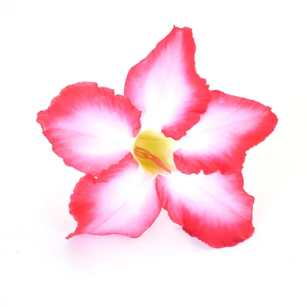 Floral background. Close up of Tropical flower Pink Adenium. Desert rose on isolated white background. — Stock Photo, Image