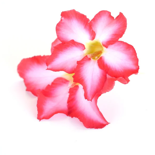 Fondo floral. Primer plano de la flor tropical Pink Adenium. Rosa del desierto sobre fondo blanco aislado. —  Fotos de Stock