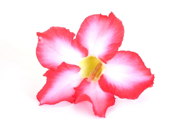 Floral background. Close up of Tropical flower Pink Adenium. Desert rose on isolated white background. — Stock Photo, Image