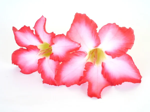 Floral background. Close up of Tropical flower Pink Adenium. Desert rose on isolated white background. — Stock Photo, Image