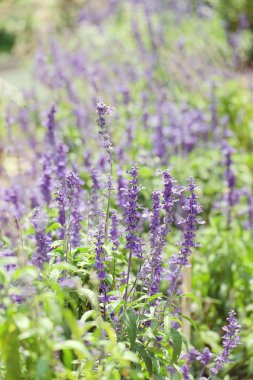 Filtre etkisi retro vintage tarzı çiçeklerle