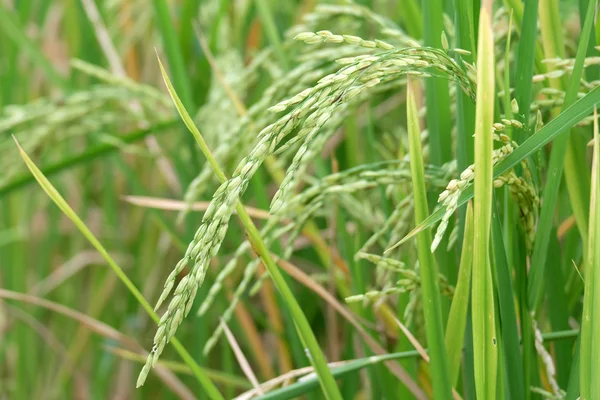 Planta de arroz — Fotografia de Stock