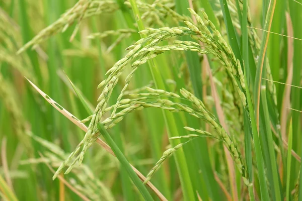 Planta de arroz — Fotografia de Stock