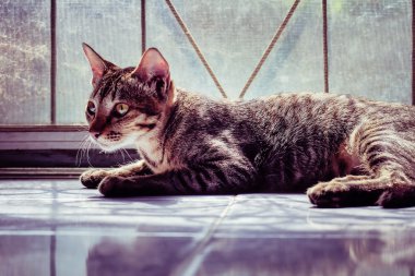  Filtre etkisi retro vintage tarzı ile portre kedi